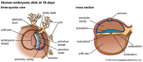 Embryonic disk | biology | Britannica