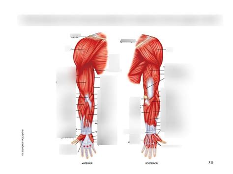 upper limb muscles Diagram | Quizlet