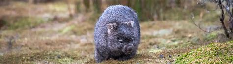 14 Wonderful Wombat Facts About the Unique Marsupial