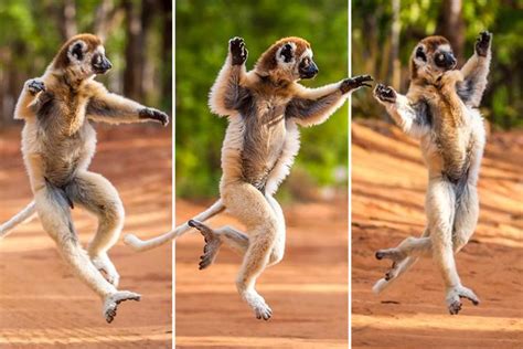 Madagascar lemur snapped dancing by wildlife photographer | The Irish Sun