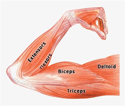 Muscle Png Image Background - Biceps Triceps And Deltoids Transparent ...