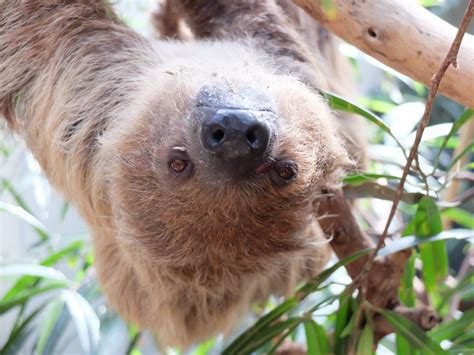 Free Images : grass, wildlife, mammal, fauna, sloth, wild animal, lazy ...