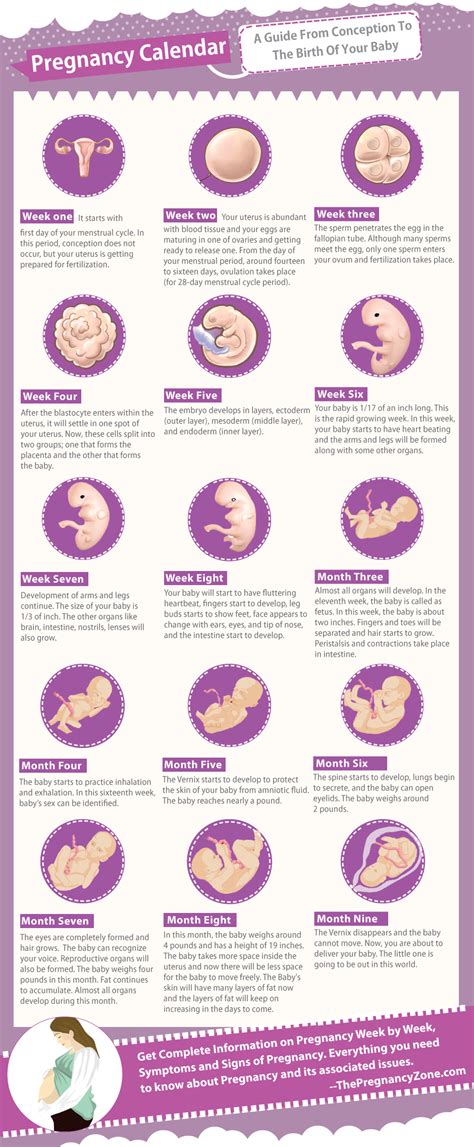 PREGNANCY CALENDAR - Yangah Solen