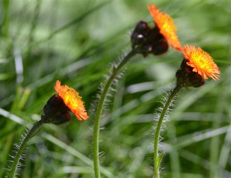 Wild flowers, Wisconsin. Indian paintbrushes. | Indian paintbrush, Wild ...