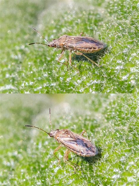 Réf. 309432 — INSECTA > Heteroptera > Lygaeidae > Nysius sp. - www ...