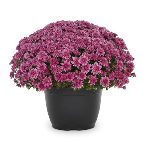 1.75-Gallon Purple Mum in Planter in the Annuals department at Lowes.com