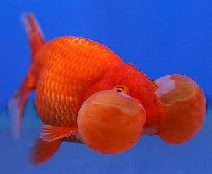 Bubble Eye Goldfish - Knowledge Base LookSeek.com