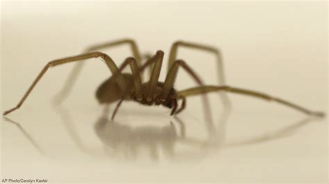 Are There Brown Recluse Spiders In Ohio