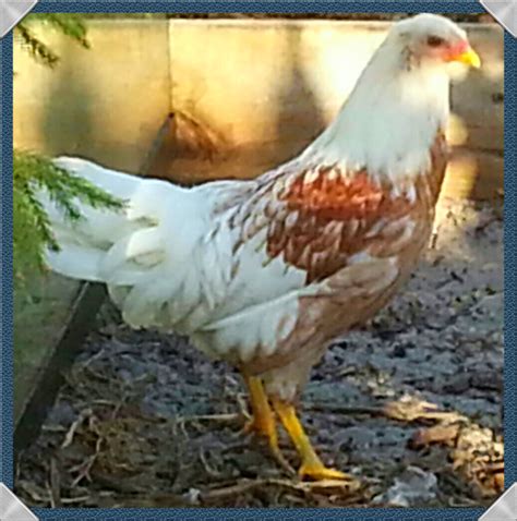 Red Shoulder Yokohama Chickens | Purely Poultry