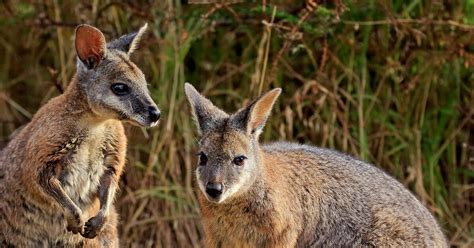 Wallaby | Taronga Conservation Society Australia