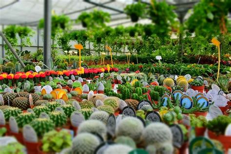 Wholesale Nurseries: How To Start Up Your Own Nursery Plants?