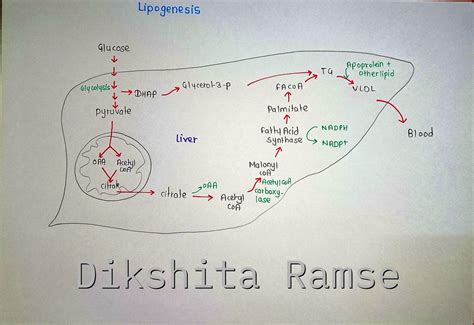 𝙇𝙞𝙥𝙤𝙜𝙚𝙣𝙚𝙨𝙞𝙨: Synthesis of Lipids Lipogenesis is the biological process ...