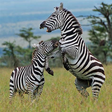 Sparring Zebra males | Zebras, Animals beautiful, Animals wild