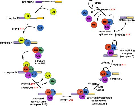 Frontiers | Pre-mRNA Processing Factors and Retinitis Pigmentosa: RNA Splicing and Beyond