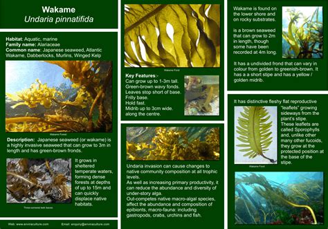 Wakame - Undaria pinnatifida - Invasive Species Control in 2024 ...