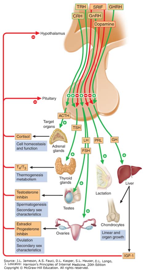 55. Disorders of the hypothalamo-pituitary system. Pituitary ...