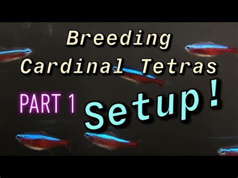 SUCCESS! Breeding Cardinal Tetras: Setup and Conditioning! Spawning ...