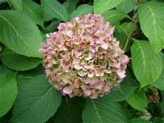 Hydrangea Winter Care: How To Protect Hydrangeas From Winter Cold And Wind | Hydrangea winter ...