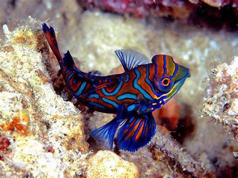 Mandarinfish - Alchetron, The Free Social Encyclopedia