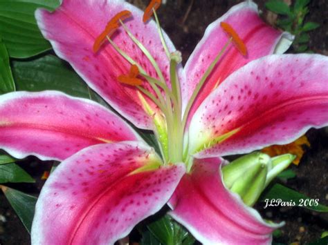 Stargazer Lily | The colors are amazing Viewed On Black | Stellas mom | Flickr