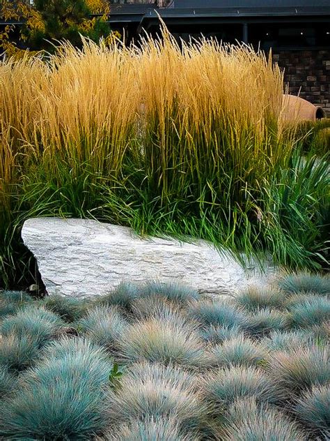 Elijah Blue Fescue Grass For Sale Online | The Tree Center