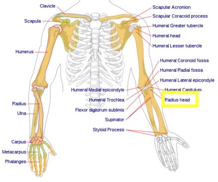 Radius Bone Anatomy, Location & Tuberosity | Study.com