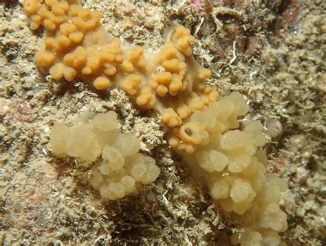 Sea Sponges: Characteristics, reproduction, uses and more.....