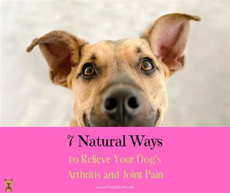 7 Ways to Relieve Your Dog’s Arthritis and Joint Pain Naturally - The ...