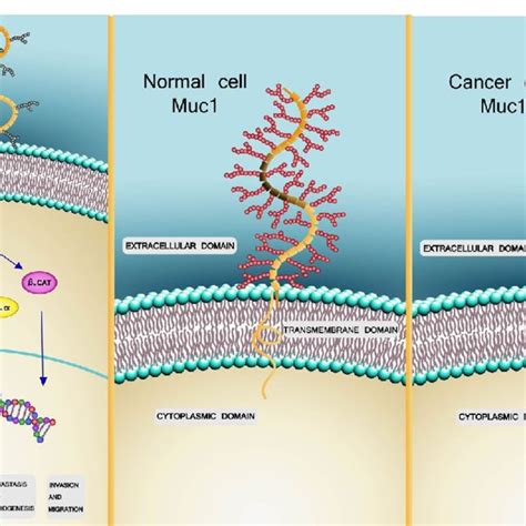 A MUC1 belongs to mucin family and its role in normal cells is ...