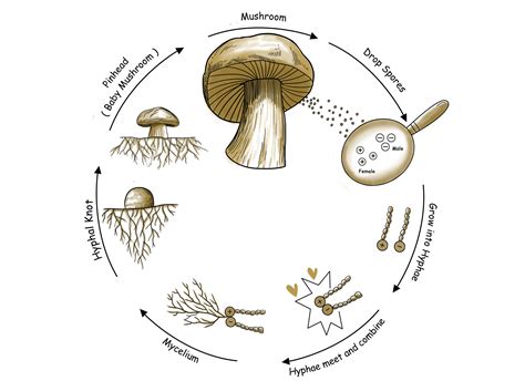 The Mushroom Life Cycle - Forest Origins