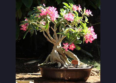 Fashion products Adenium Obesum Desert Rose Plant Bonsai Flower #59 Choke Dee Ebb Up to 50% Off ...