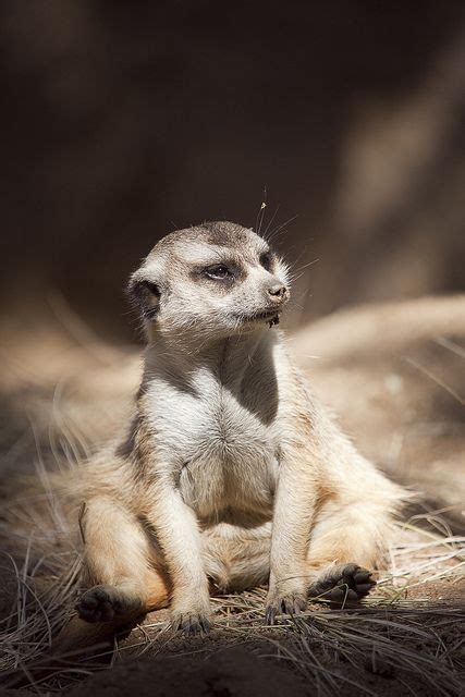 Meerkats are able to kill and eat venomous snakes and scorpions without being hurt, as they have ...