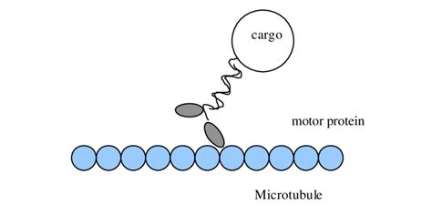 A motor protein is shown 'walking' along a MT protofilament. | Download ...