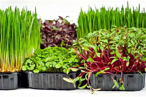 Types of Microgreens - I Live for Greens