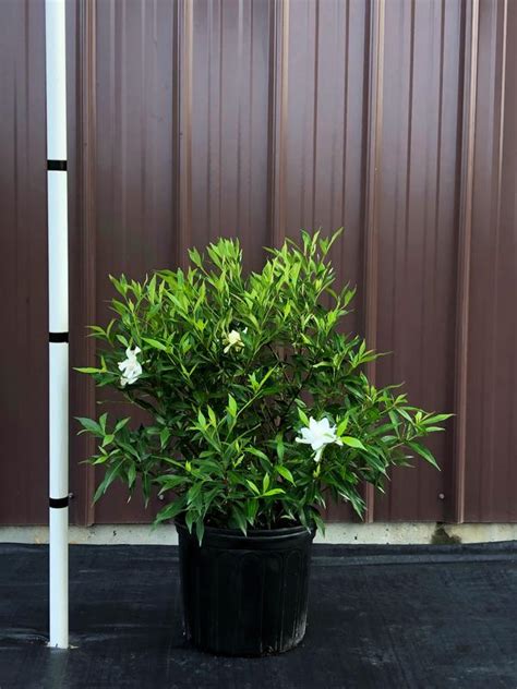 Frostproof Gardenia Gardenia jasminoides Frostproof from Taylor's Nursery