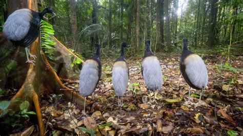 Biologist wins Wildlife Photographer of the Year for a second time ...