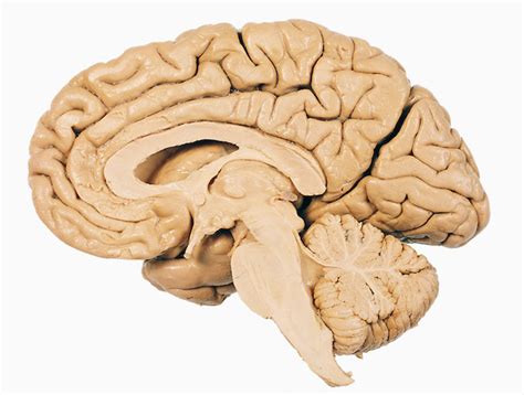 Brain cross-section - Wait But Why