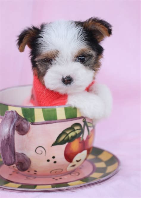 Biewer Terrier Puppies For Sale - TeaCups Puppies | Teacups, Puppies & Boutique