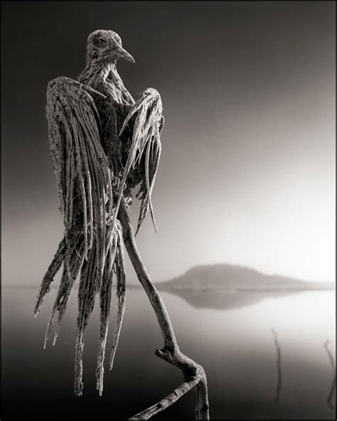 Nick Brandt - Petrified Dove, Lake Natron 2010 For Sale at 1stDibs