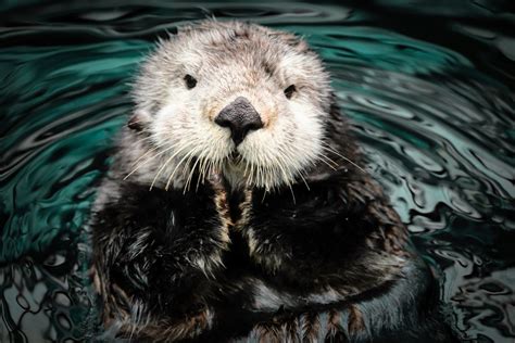 Gigantic prehistoric otter discovered in Ethiopia - Earth.com