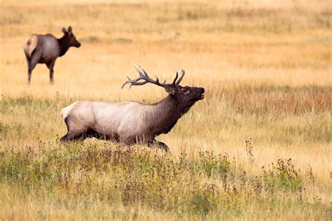 Are There Moose in Yellowstone?