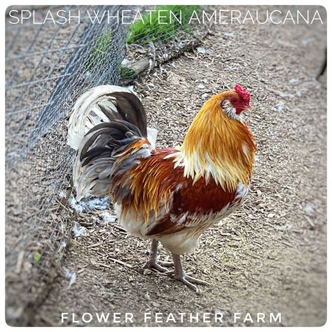 Ameraucana: Wheaten/Blue Wheaten/Splash -- Juveniles & Adults — Flower Feather Farm: Chicks ...