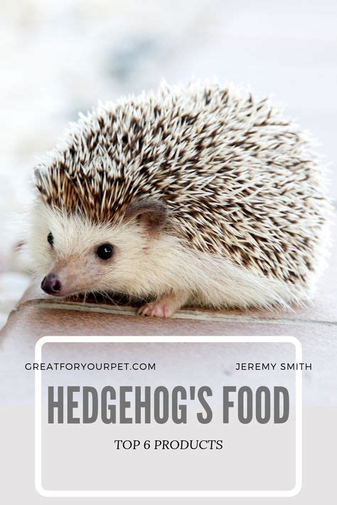 9 Best Food for Hedgehogs in 2019 ideas | hedgehog food, hedgehog, best foods