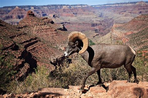 Grand Canyon Wildlife II by eoscatchlight, via Flickr | Road trip adventure, Grand canyon ...