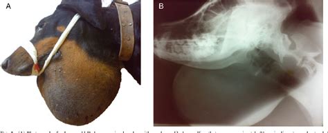 Clinical and ultrasonographic characteristics of salivary mucoceles in 13 dogs. | Semantic Scholar