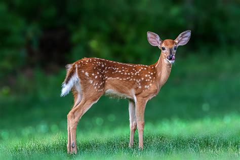 White Tailed Deer Fawn Photograph by Jian Xu - Fine Art America