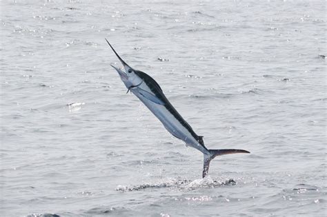 Fishing for White Marlin in Key West | Fish Key West