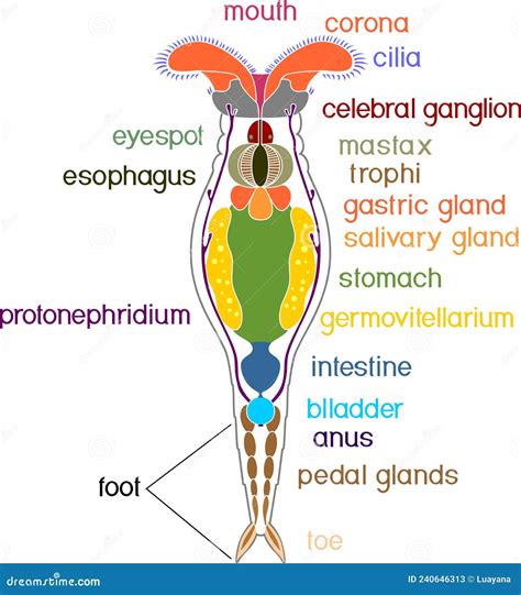 Scheme Of Bdelloid Rotifer Anatomy Cartoon Vector | CartoonDealer.com #239745345