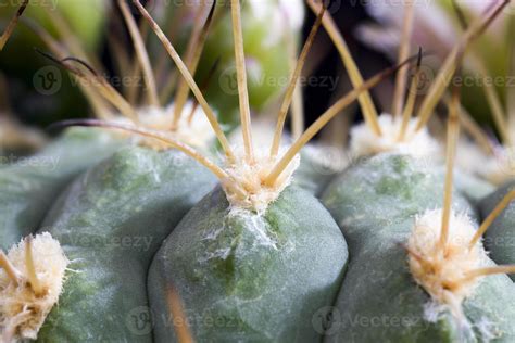 cactus during flowering 9427899 Stock Photo at Vecteezy