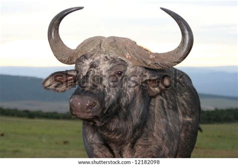 African Buffalo Large Curved Horns Against Stock Photo 12182098 | Shutterstock